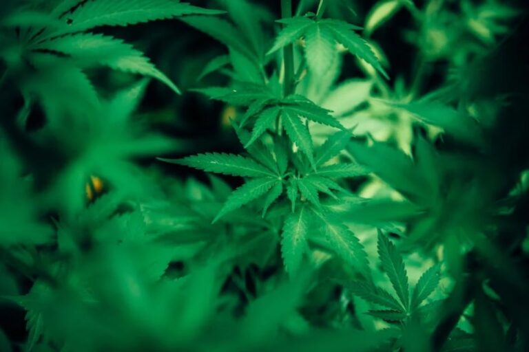 5 CANNABIS CULTIVATION TRENDS FOR 2022